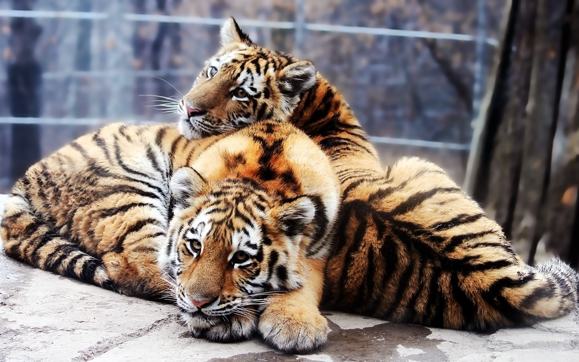 animales gato tigre mamífero vida silvestre animal zoológico piel depredador carnívoro cazador siberiano retrato raya salvaje selva agresión malvado peligro tigresa mirando