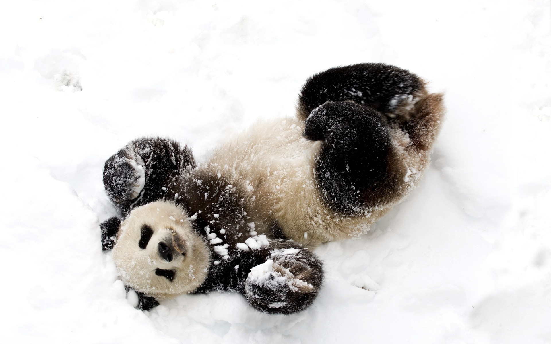 tiere wenig schnee winter desktop schließen panda bär baby-panda