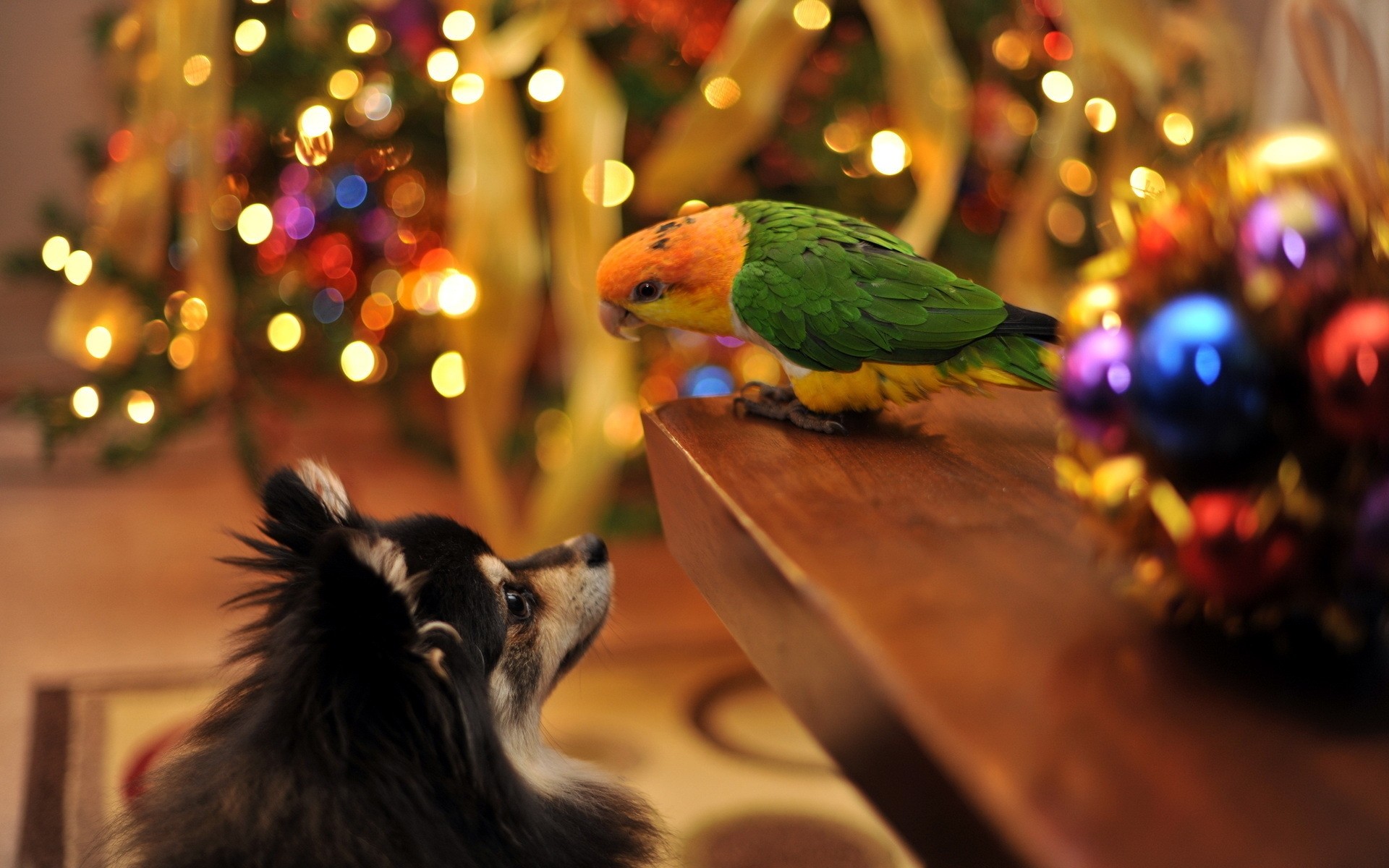 perroquet oiseau flou festival noël fond drôle amitié situation