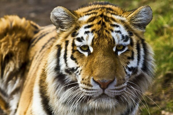 Ein trauriger Tiger in der Natur