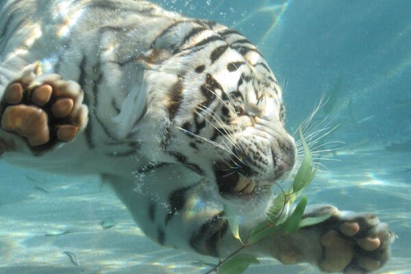 Un pequeño tigre blanco se zambulle en el agua