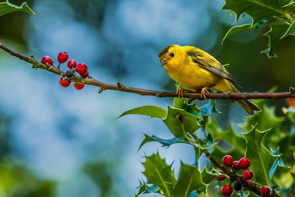 Gelber Vogel auf einem Ast mit roten Beeren