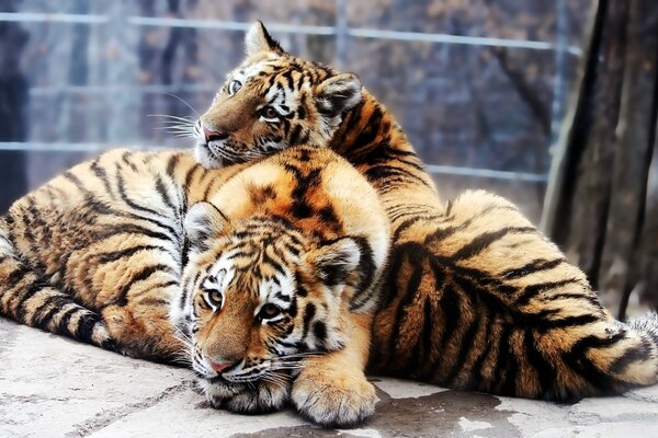 Beautiful wild tigers together