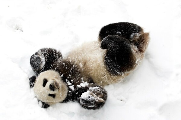 Panda mignon se réjouit de la neige