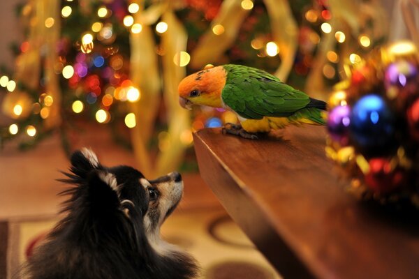 Weihnachtsfest Vogel Papagei