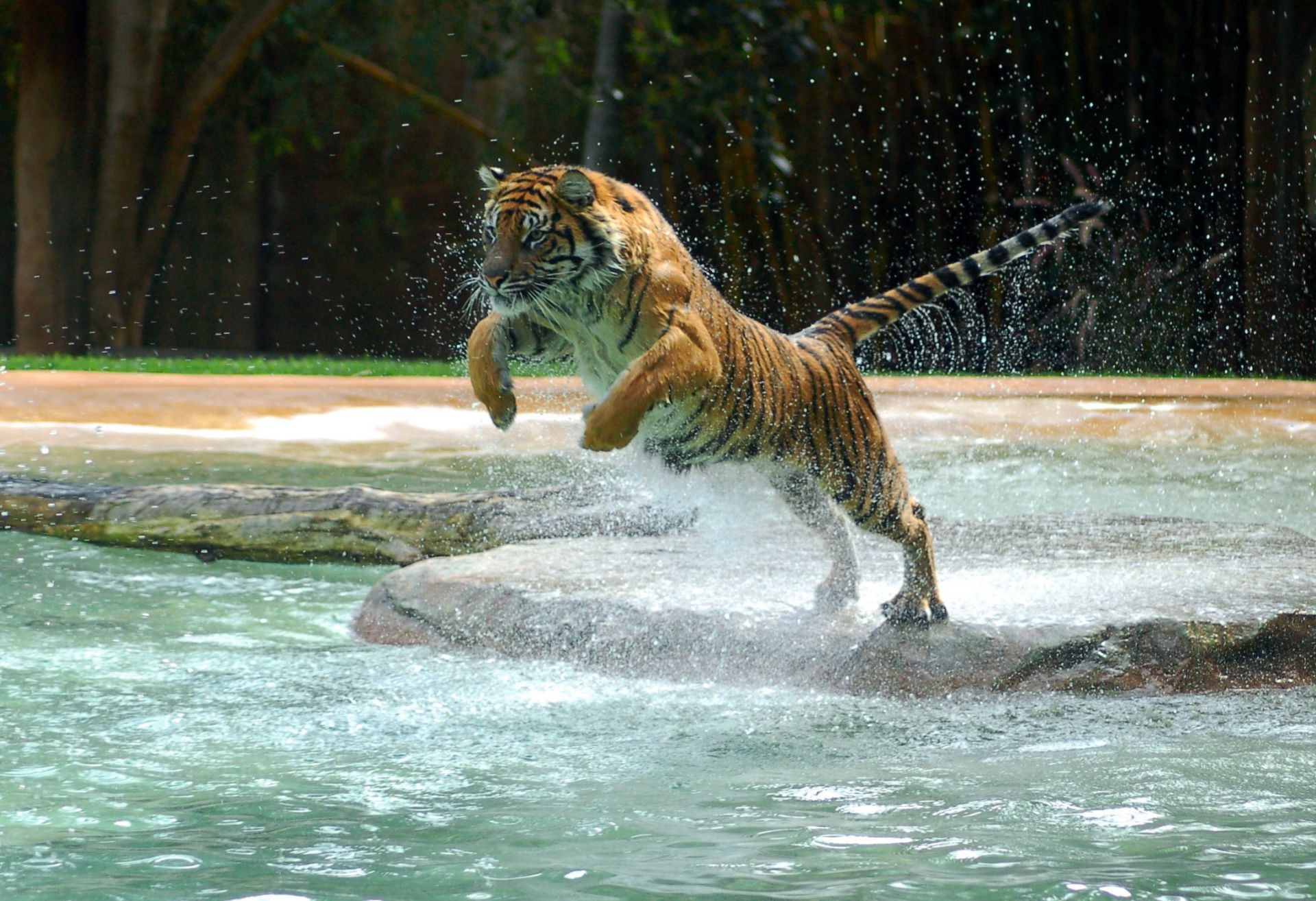 тигры воды дикой природы природа млекопитающее дикий опасность большой хищник животное на открытом воздухе зоопарк тигр движения кошка плавание агрессии река мощность