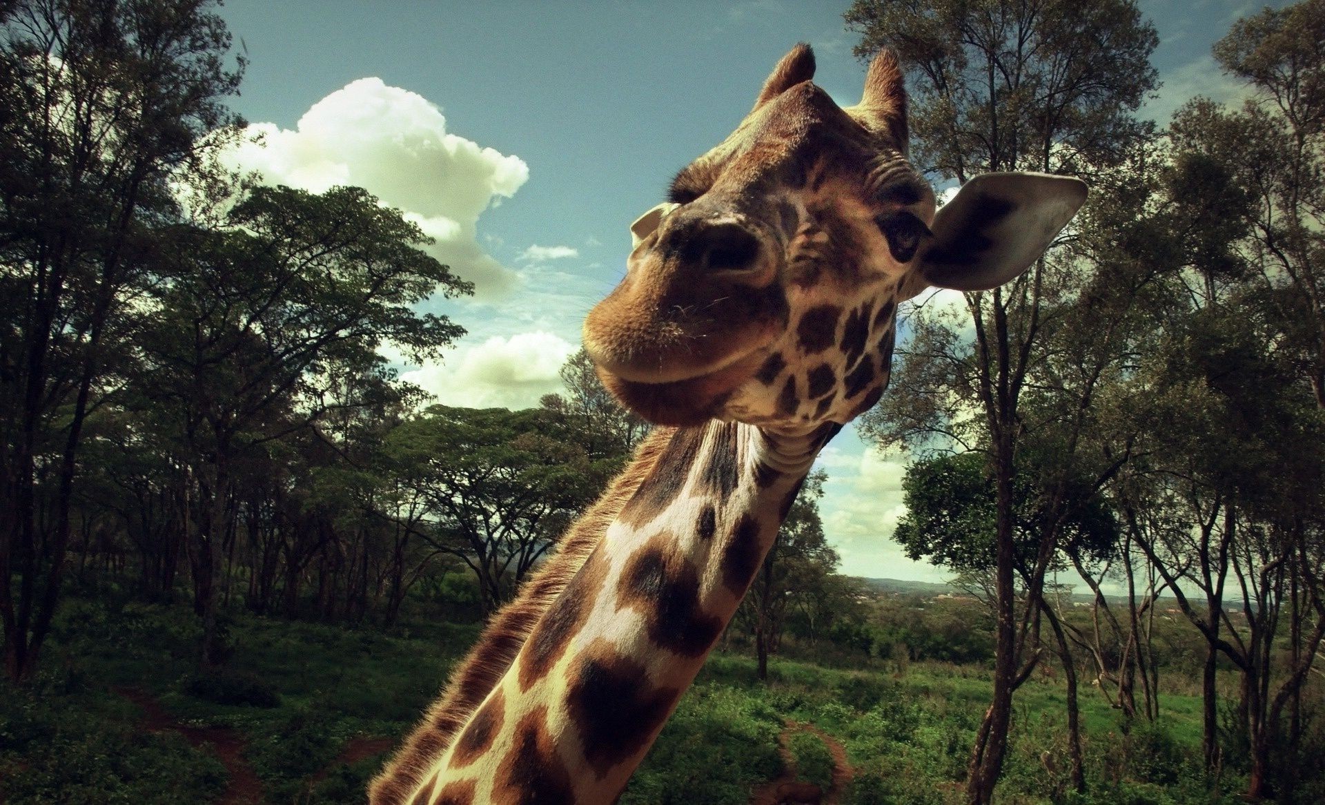 жирафы жираф млекопитающее природа дикой природы сафари животное дикий саванна шея высокий зоопарк долго на открытом воздухе
