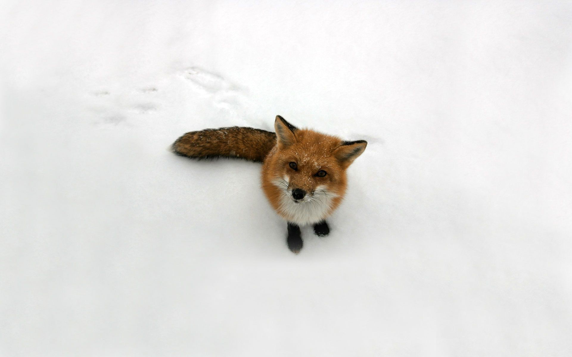 füchse säugetier niedlich eins katze tier porträt schnee haustier wenig winter fell hund