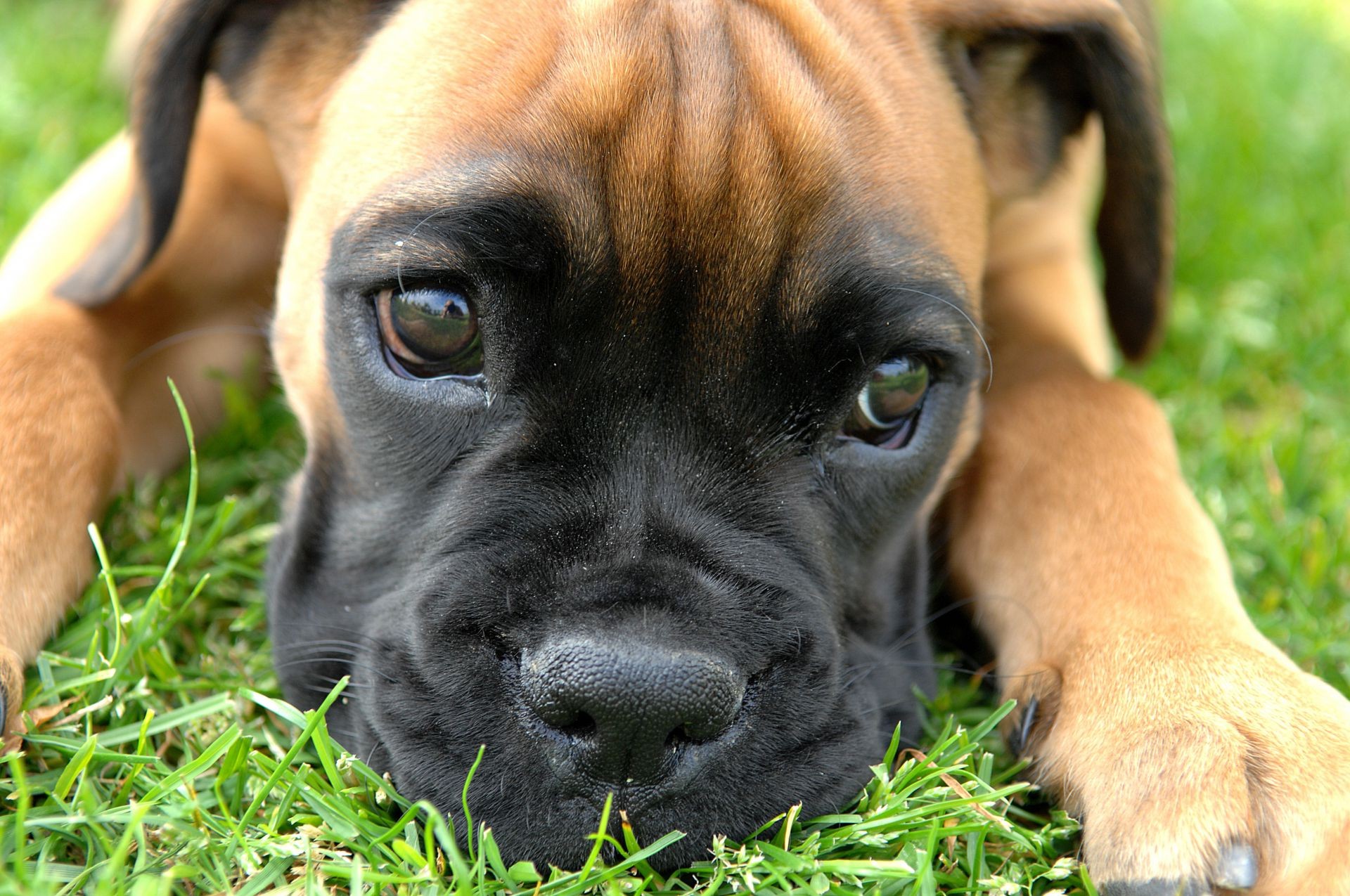 hunde hund hundeführer haustier welpe niedlich tier reinrassig gras rasse säugetier abstammung porträt inländische liebenswert junge wenig gehorsam boxer hound pelz