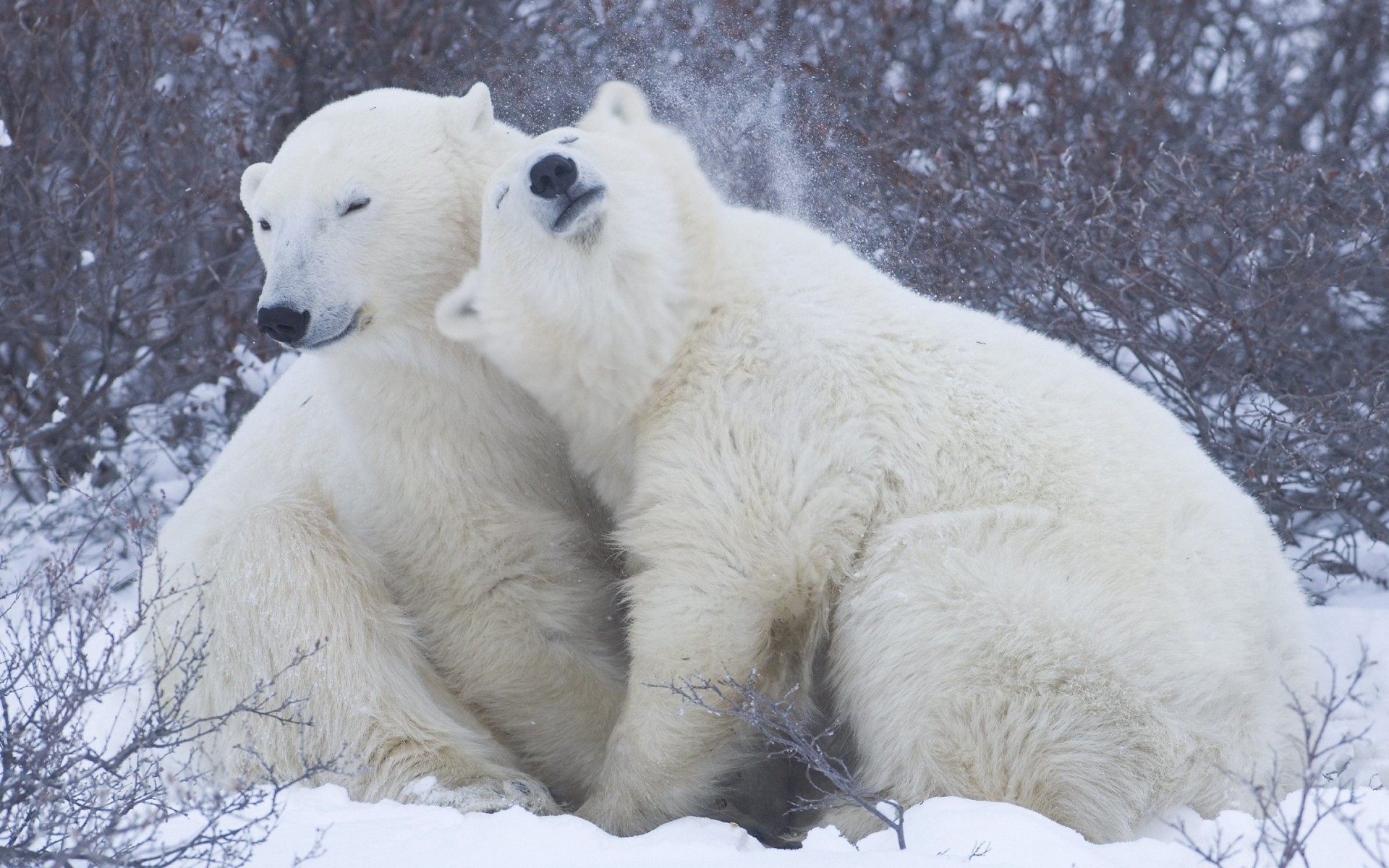 tiere frostig schnee winter polar säugetier eis kälte natur tierwelt im freien tundra wild fell eisbär eisbär bär