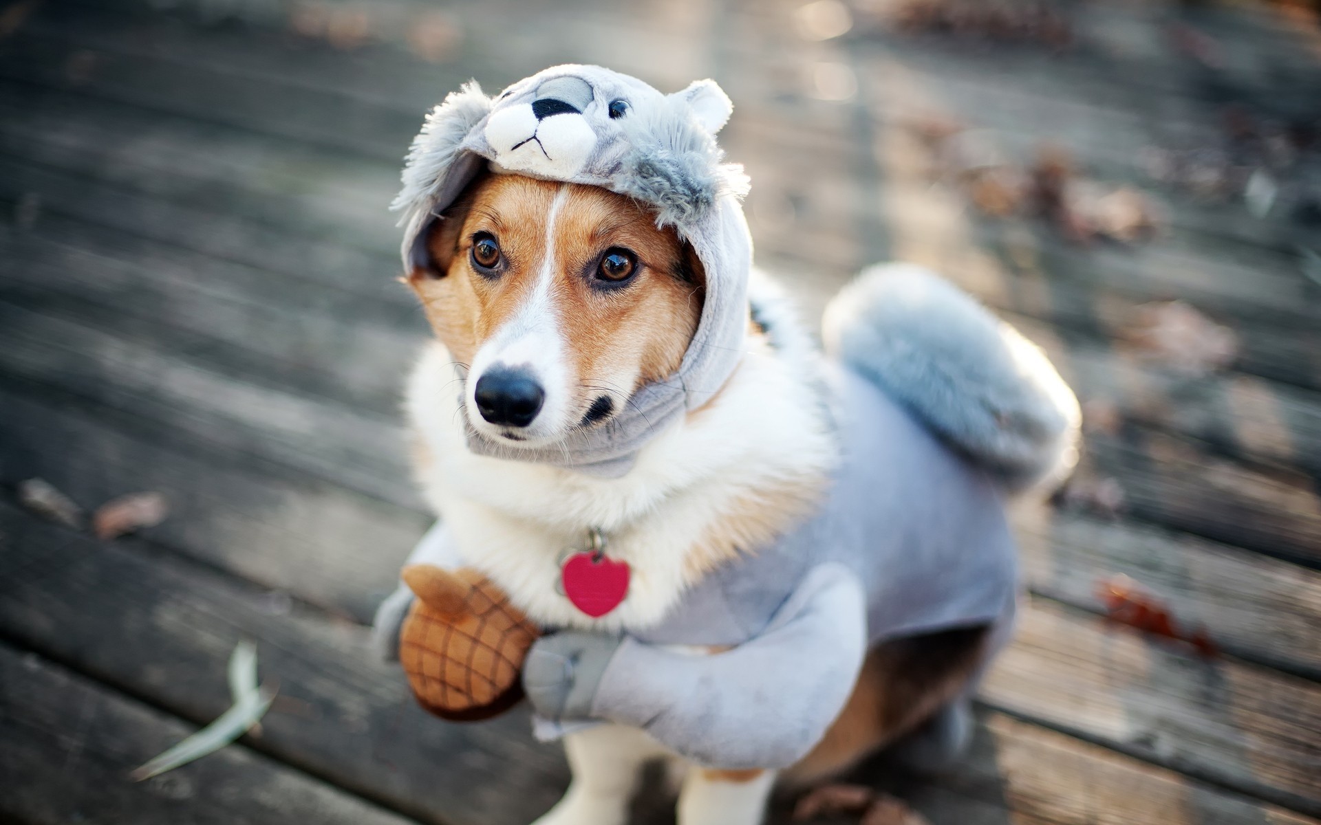 hund hund porträt niedlich haustier säugetier hundespezialist niedlicher welpe lustiger hund