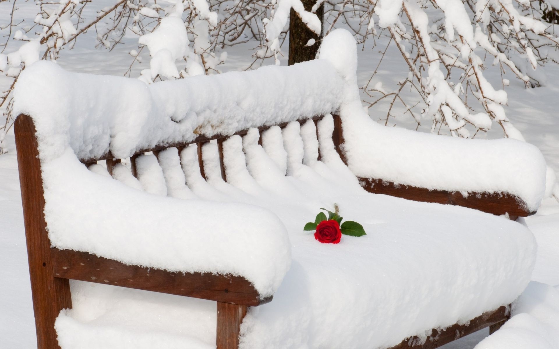 flores na neve neve inverno frio geada natal madeira gelo congelado neve-branco temporada