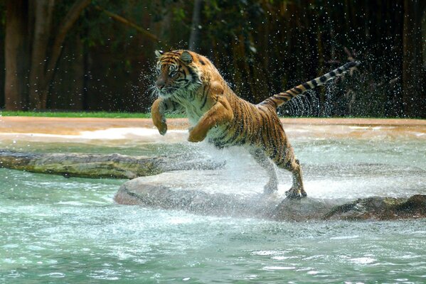 Tiger springt ins Wasser