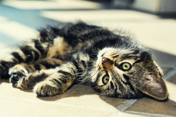 Katze Streifenlicht liegt Augen