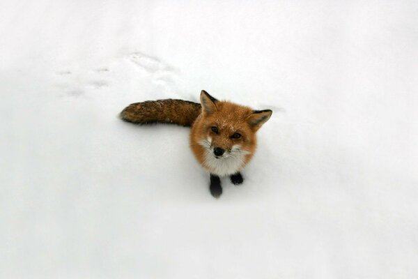 Raposa no fundo da neve