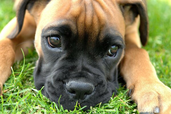 Un perro triste espera a su dueño