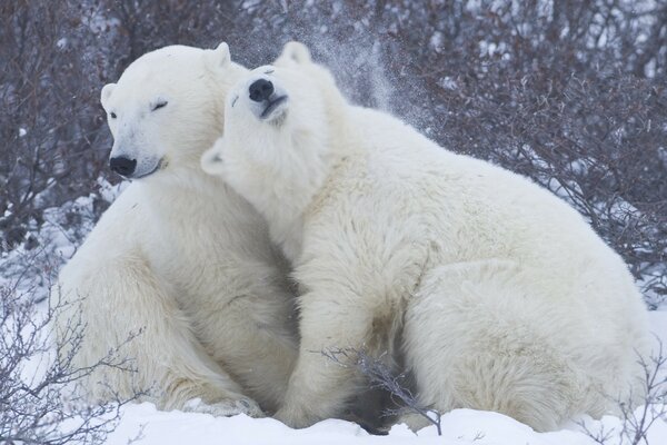 Two polar bears in winter in the snow