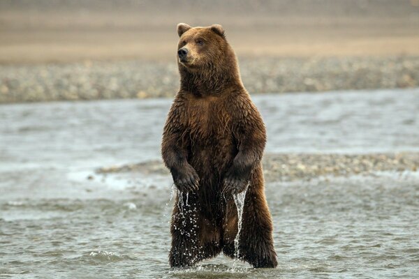 Oso Pardo en el agua en la naturaleza