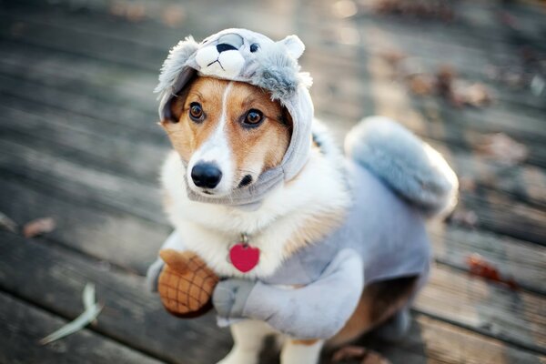 Chien en kosuma en costume de Koala