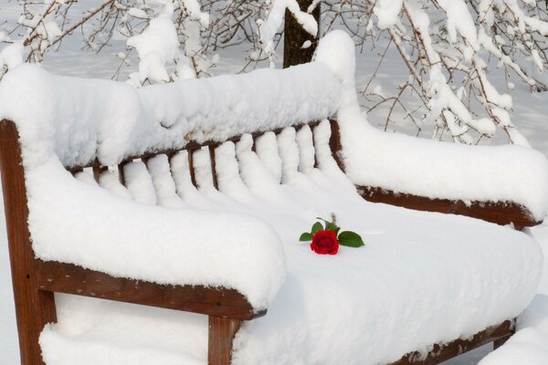 Inverno freddo, fiori sulla neve