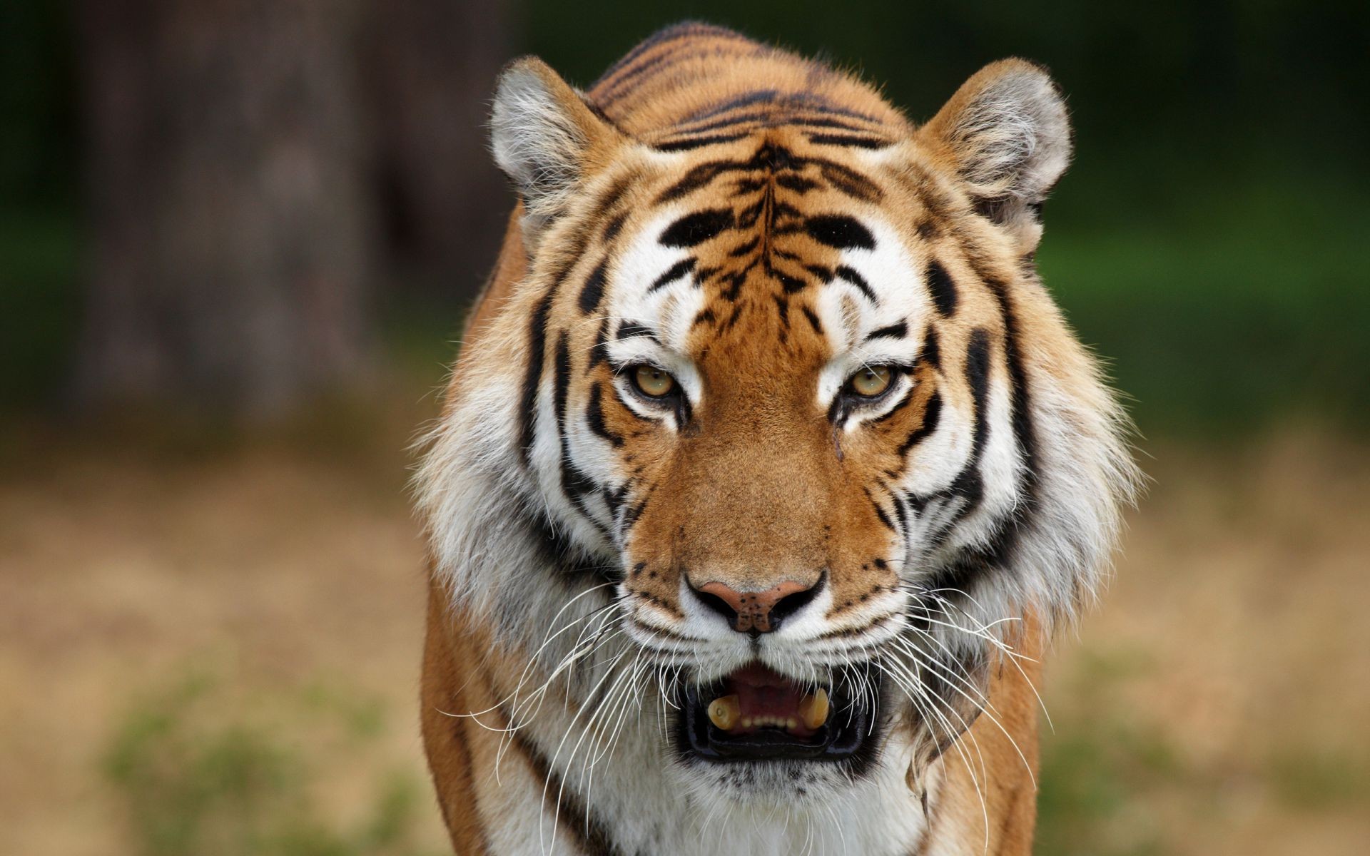 tiger tierwelt tier katze säugetier raubtier wild tiger fleischesser jäger gefahr groß natur jagd safari pelz zoo dschungel porträt