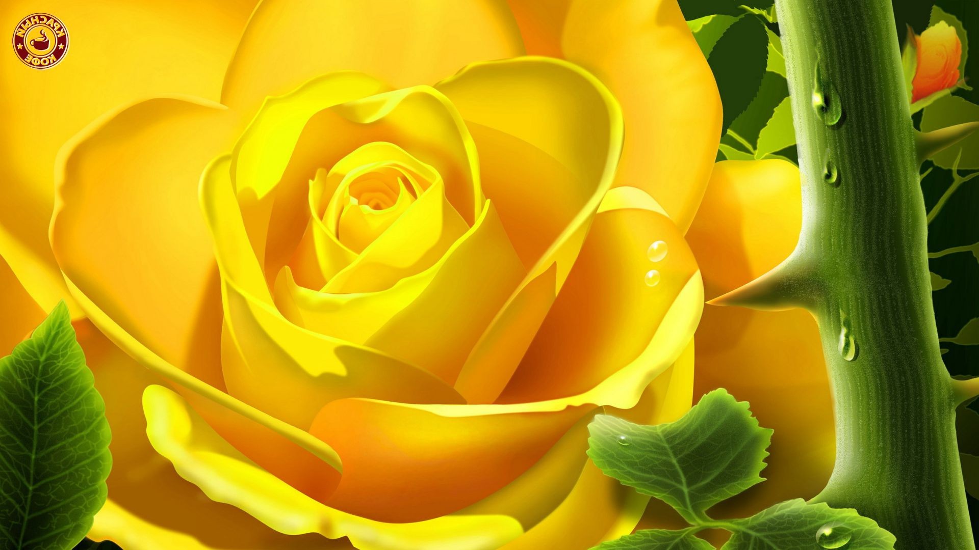 розы природа цветок лист цвет флора красивые рабочего стола яркий цветочные лето