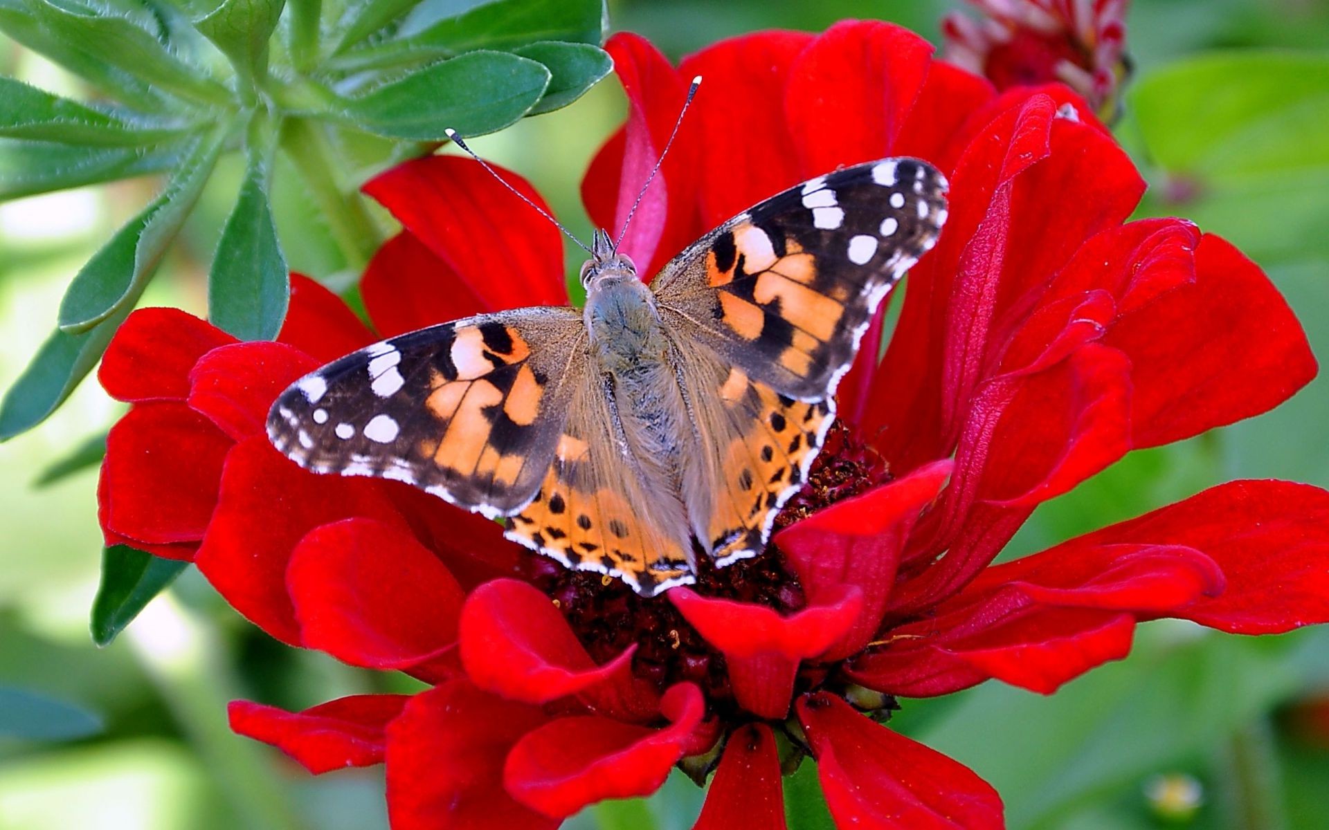 flowers butterfly nature insect garden flower summer flora color leaf wing bright beautiful outdoors floral season close-up delicate animal single