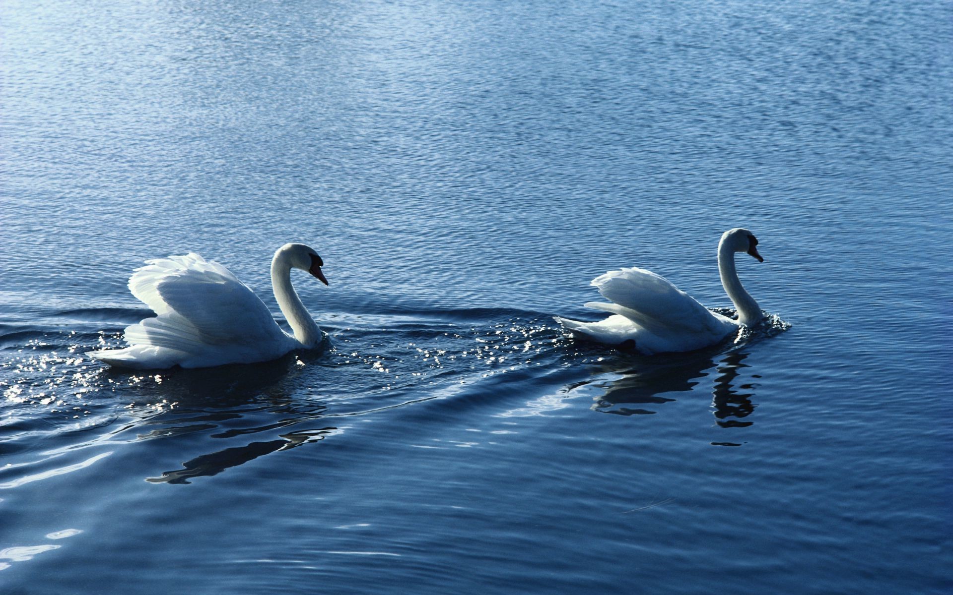 tiere schwan wasser vogel see natur schwimmen reflexion wasservakuum schwimmbad gelassenheit schön feder im freien tierwelt sommer dämmerung hals welt