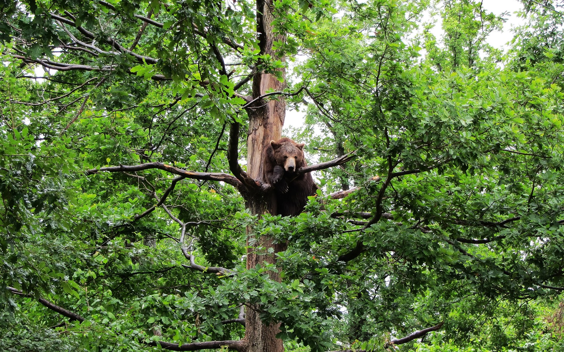 zwierzęta drewno drzewo natura liść środowisko krajobraz park odkryty flora lato dziki oddział podróż niedźwiedź