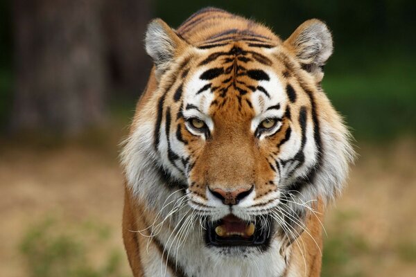 Portrait of a tiger in the wild