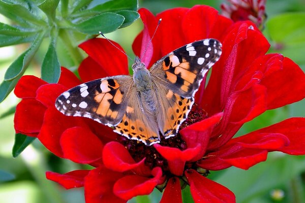 Ein Schmetterling sitzt auf einer roten Blume