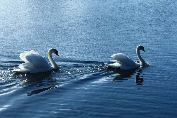 Birds ripples white swans water steam