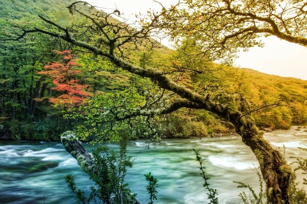 A tree leaning towards the stream of the river