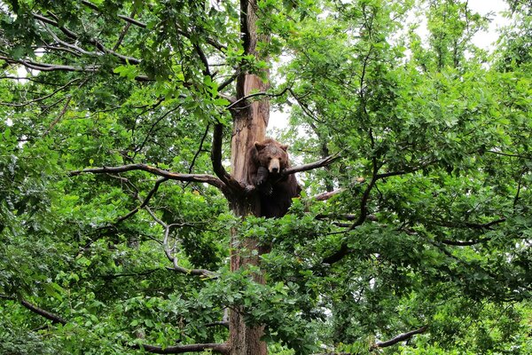 Orso bruno su un albero in natura