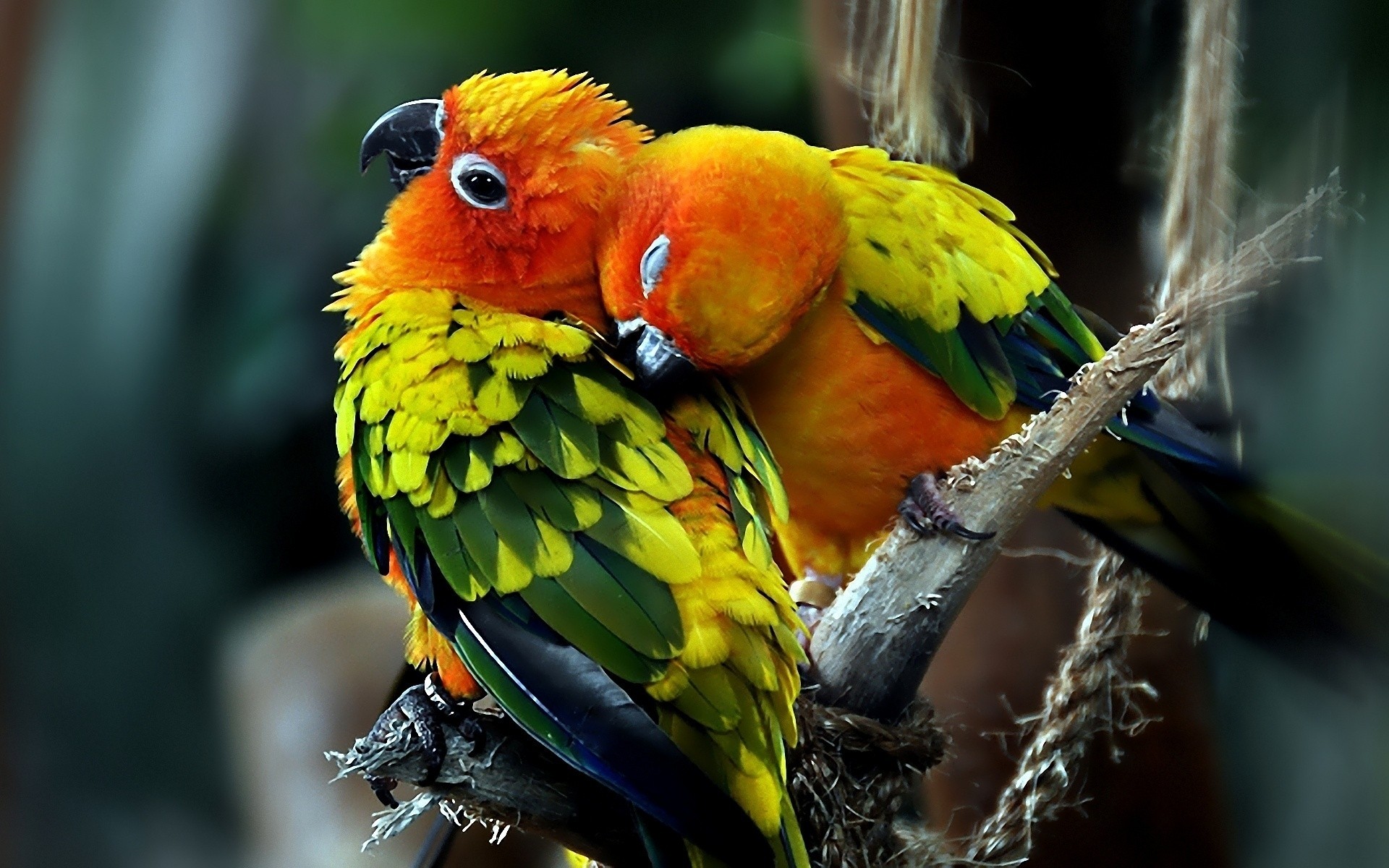 природа животные попугаи птицы без смс