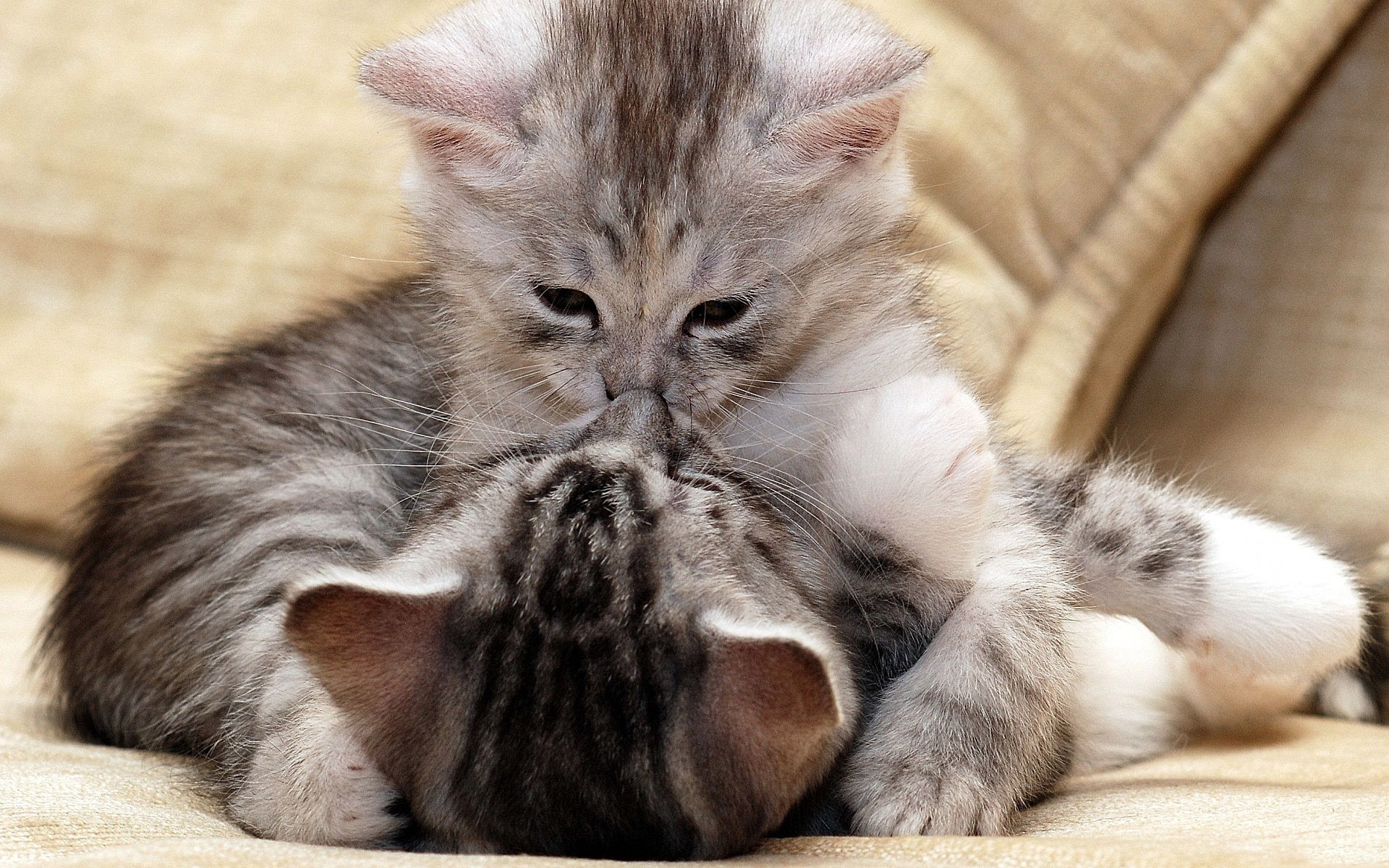 chats chat animal mignon domestique animal de compagnie chaton mammifère fourrure vers le bas portrait jeune peu moelleux enfant adorable sommeil s asseoir tabby oeil pur-sang fond drôle amour baiser