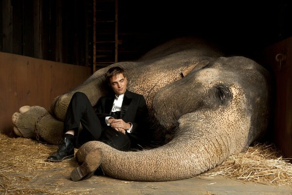 Elephant trainer. An elephant sleeps with a man