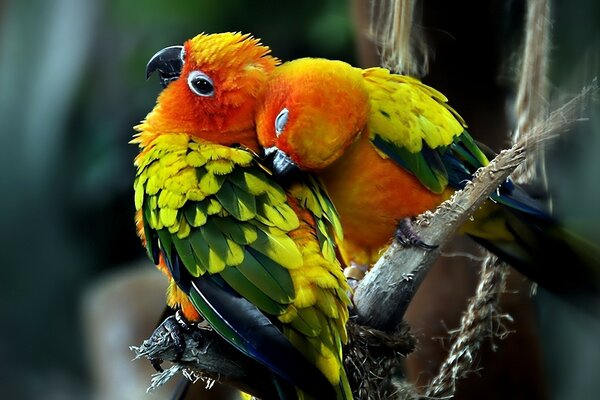 Parrot bird with macaw chicks