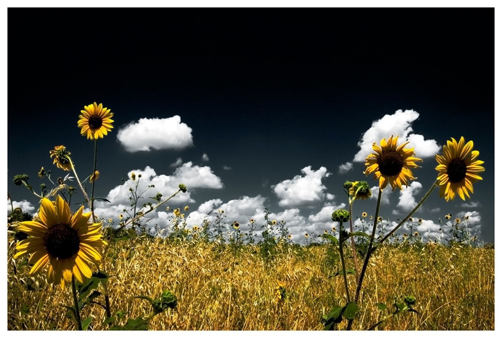 champs prairies et vallées fleur champ nature flore tournesol été soleil rural lumineux couleur beau temps croissance pays ciel floral ensoleillé foin jardin paysage belle