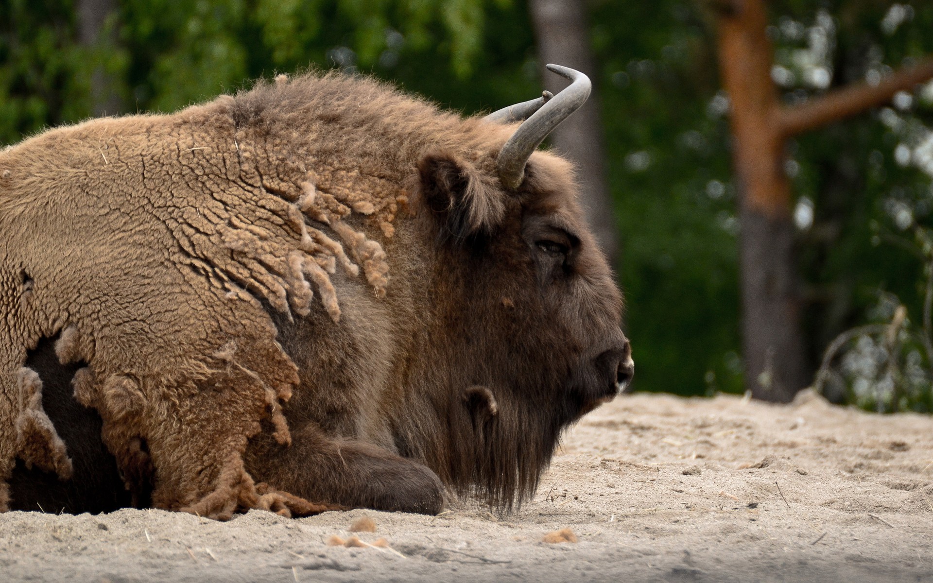 animaux mammifère la faune la nature en plein air animal sauvage fourrure parc herbe bison