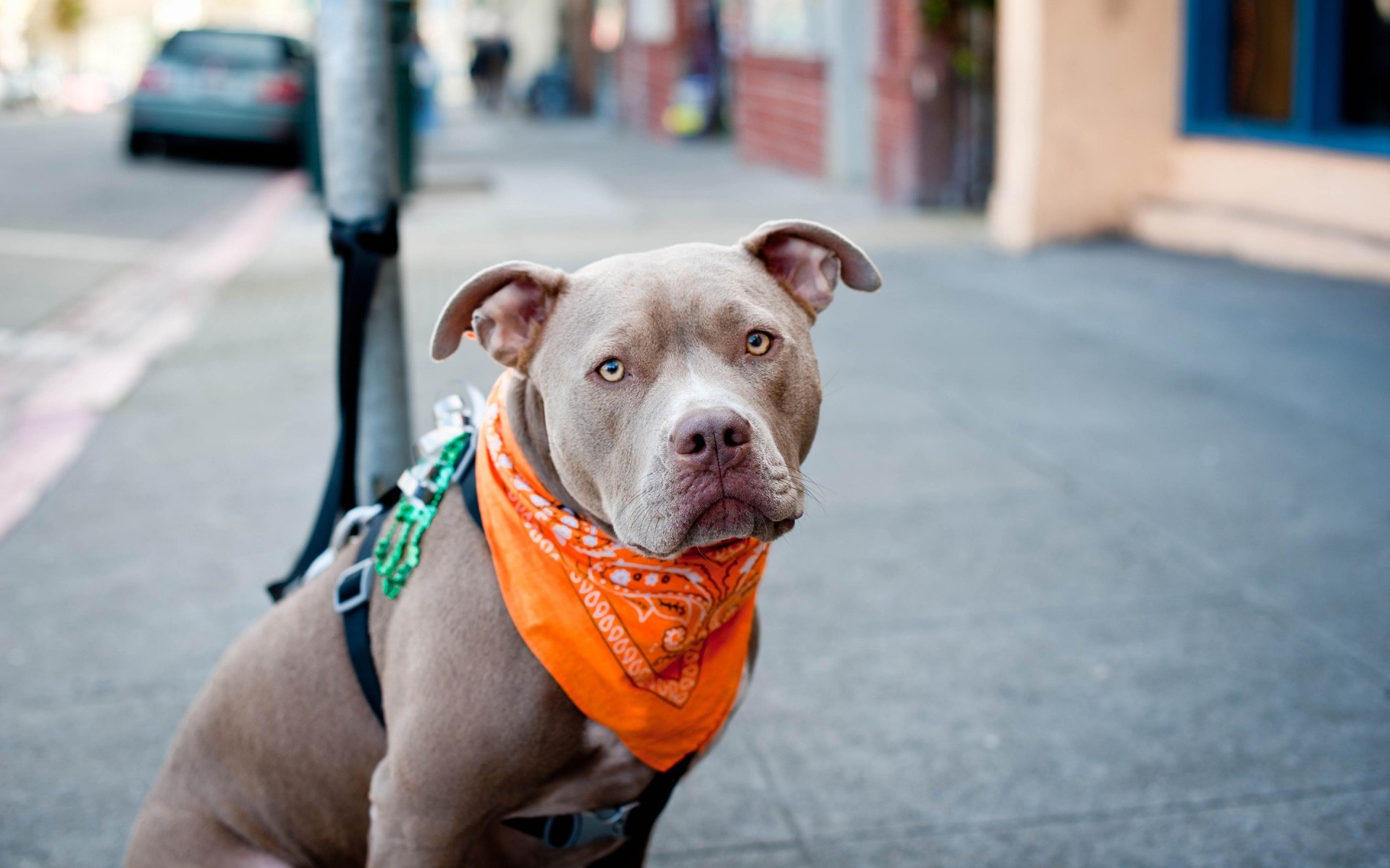 chiens portrait chien rue à l extérieur mignon jeune drôlement un pitbull