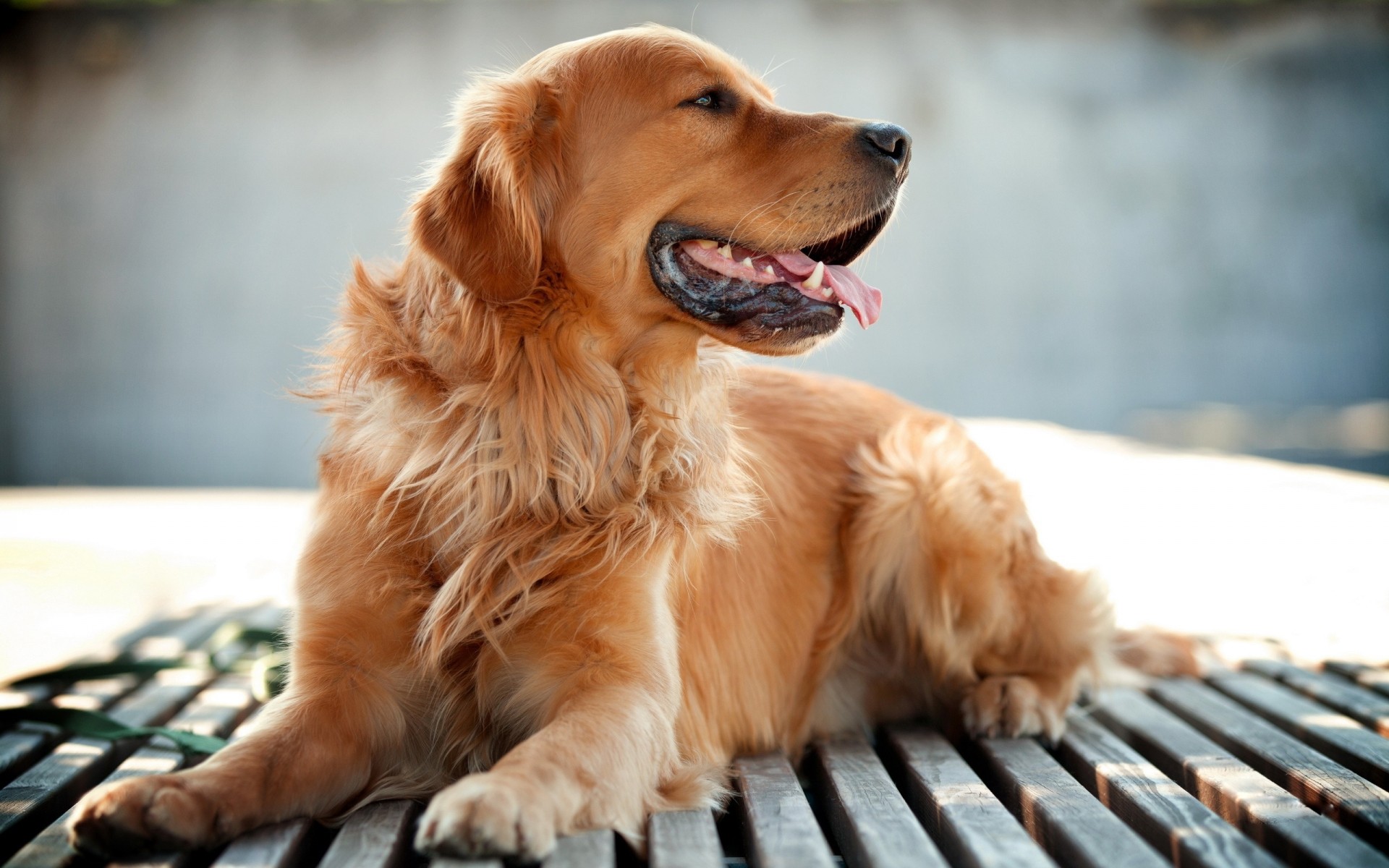 cane cane carino animale domestico ritratto sedersi mammifero canino piccolo pelliccia animale cucciolo domestico visualizzazione