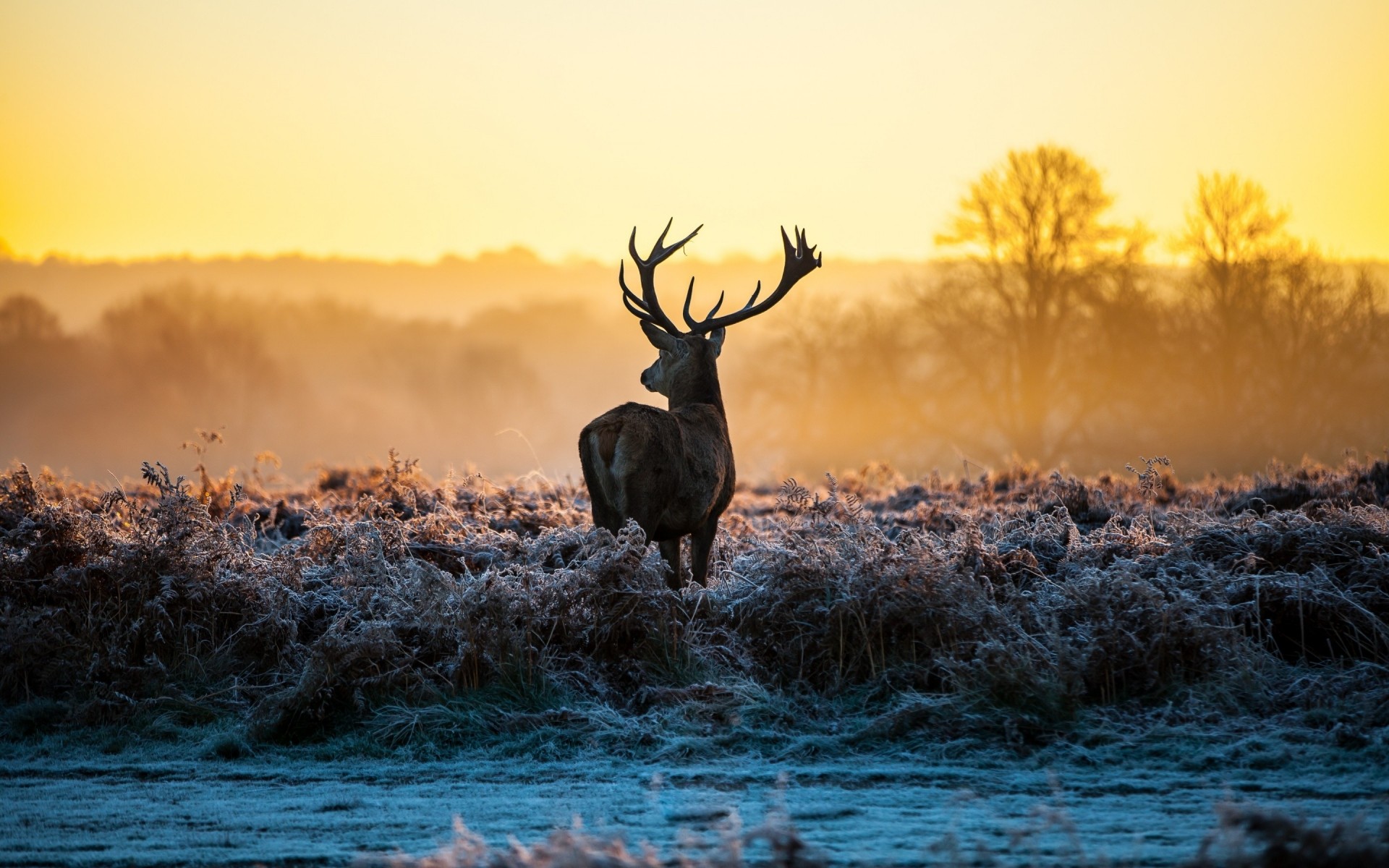 animaux cerf aube faune mammifère en plein air coucher de soleil hiver nature automne herbe gel