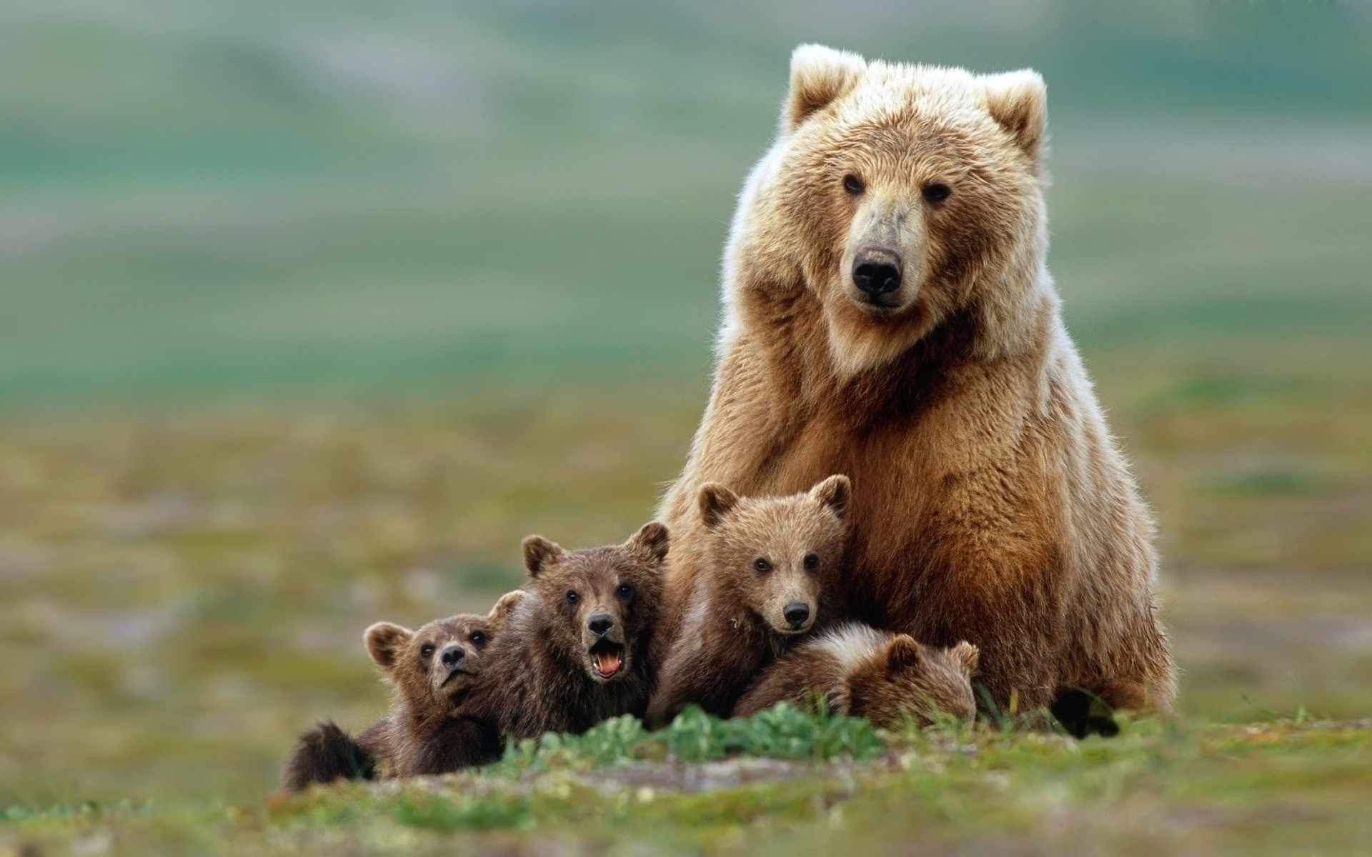 animaux mammifère faune animal nature en plein air herbe sauvage prédateur fourrure louveteau grizzly mangeur de viande ours oursons