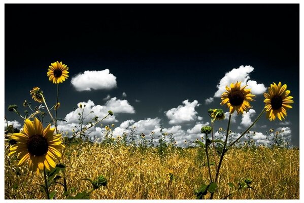 Prairie nature et vallée fleur dans le champ