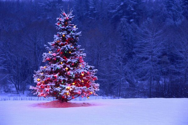 Christmas tree in an empty forest