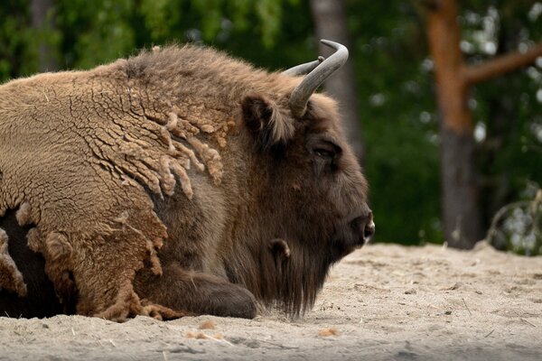 Tier. Säugetier im Freien