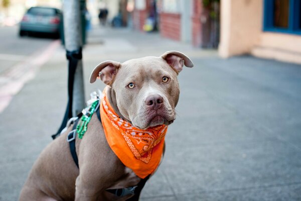 Portrait of a dog outdoors