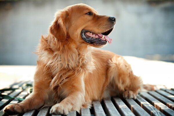 Netter Hund Foto seitlich