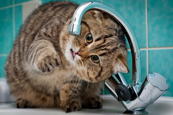 Die Katze bückte sich, um Wasser aus dem Wasserhahn zu trinken